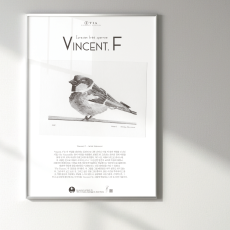 Eurasian tree sparrow - 빈센트F